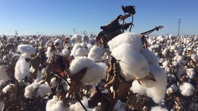 Moree cotton grower handed $350k fine for breaching water allocation from Gwydir River