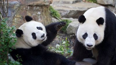 Panda breeding hopes dashed at Adelaide Zoo after suspected 'pseudopregnancy'