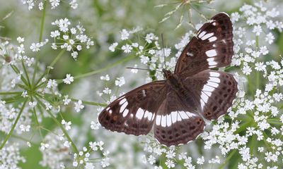 UK butterflies vanish from nearly half of the places they once flew – study