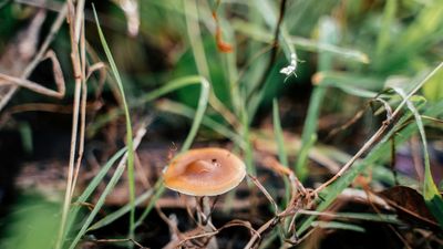 TGA approves psilocybin and MDMA for use in treating depression and PTSD