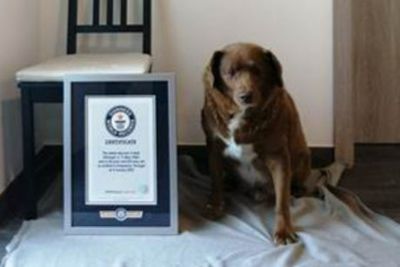 Bobi declared oldest dog of all time by Guinness World Records