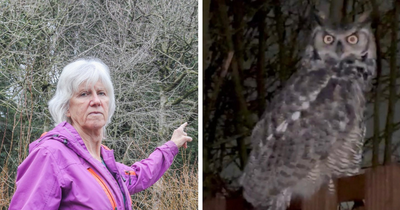 Residents terrorised by dive-bombing owl which is attacking adults, children and pets
