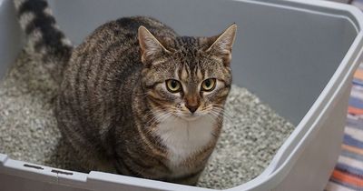 Animal shelter will name pet litter box after your ex for Valentine's Day