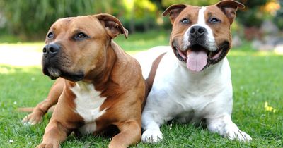 Mersey Snaps: Show us your best dog photos for the chance to be crowned February's winner