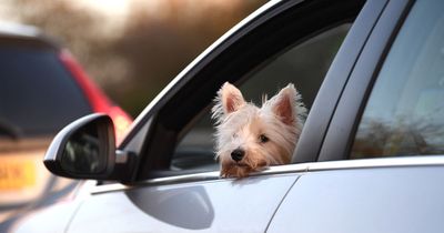 The driving rule every dog owner should know or risk £5,000 fine and points on licence
