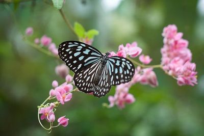 80 per cent of Britain’s butterfly species have declined since the 1970s, report finds