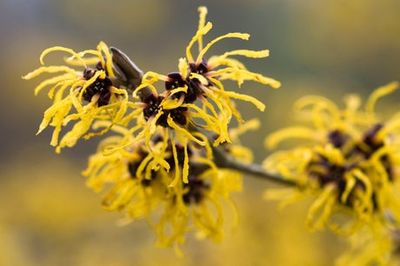 Beat the winter blues: five colourful seasonal plants to buy or see in London parks now