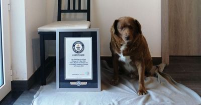 Bobi breaks record for world's oldest dog at 30 years young