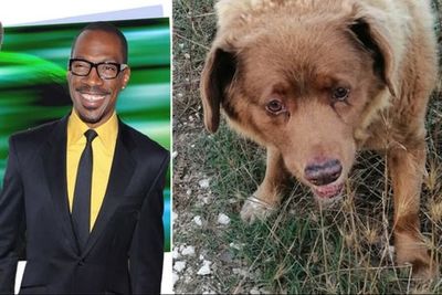 Good News: The best upbeat stories of the week to lift your mood, from Eddie Murphy to the world’s oldest dog