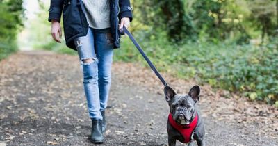 Woman kicks sister out of home after charging £100 for walking her dog