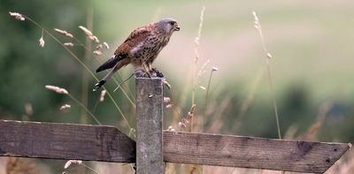 Environment plan for England asks farmers to restore nature – but changes are likely to be superficial