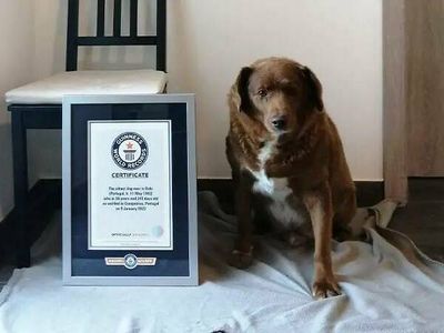 A Portuguese pooch that was almost killed at birth has become the world's oldest dog