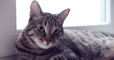 You can now name a litter box after your ex and watch cats do their business over it