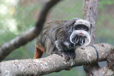 Dallas police arrest man in the case of the missing monkeys