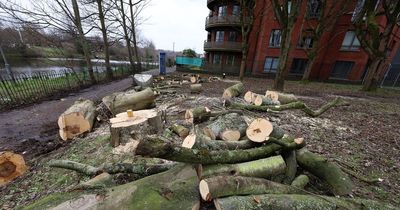 Belfast Council looks to transform Tree Protection Orders