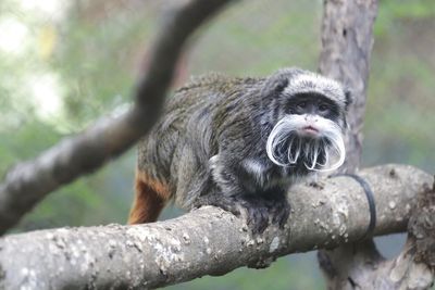 Texas man arrested for allegedly stealing monkeys from Dallas Zoo