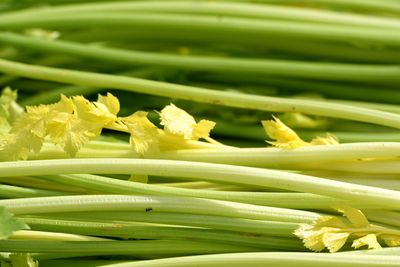 Drug Made From Celery Seeds May Boost Chances Of Recovering From A Stroke