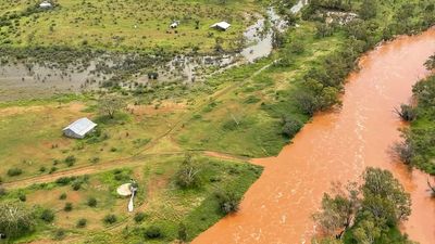 Rain gives Central Australian cattle producers confidence in 'exceptional' year ahead