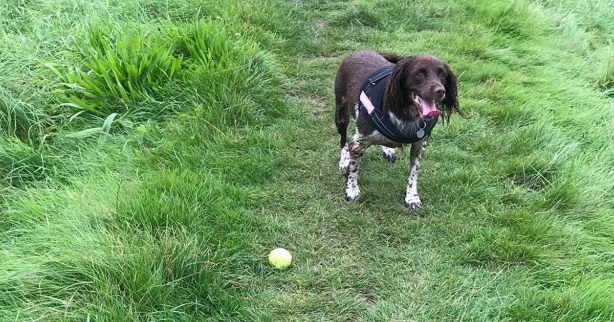 Nicola Bulley may have fallen in river getting dog's…