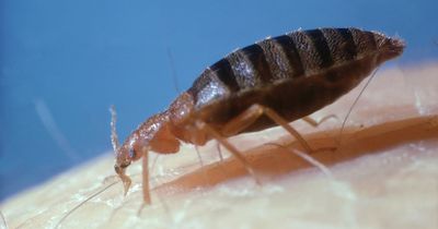 Seven warning signs that you have bed bugs - including smells and stains