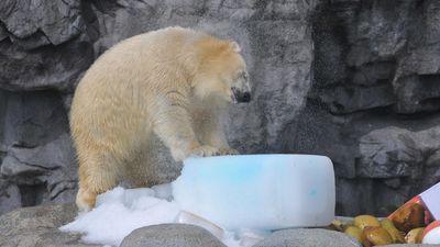 How tourist attractions are keeping animals cool during the Queensland heatwave