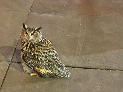 A Eurasian eagle owl has escaped from the Central Park Zoo and is still loose