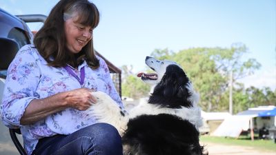 City dogs learn new tricks as hobby mustering trend on the rise at sheep dog trials