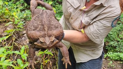 Toadzilla to join other giant cane toads at Queensland Museum