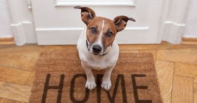 Millions of dog and cat owners hit with £5,000 warning