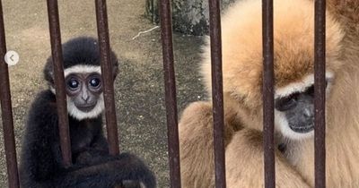 Pregnant monkey baffles experts as she was living alone in cage for years