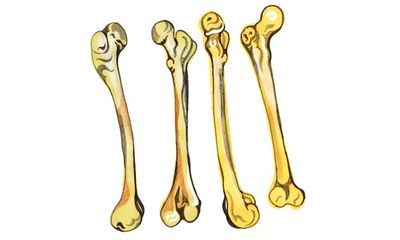 What is the longest human bone and do orcas sleep? Try our kids’ quiz