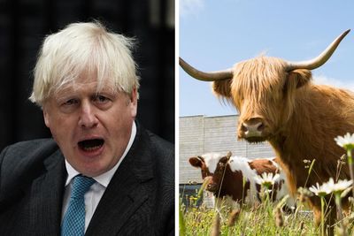 Is Boris Johnson trying to hide something with his bizarre cow comments?