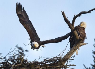 Two bald eagles nested in a pine for years. A utility company tried to chop it down