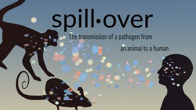 What's a spillover? A spillback? Here are definitions for the vocab of a pandemic