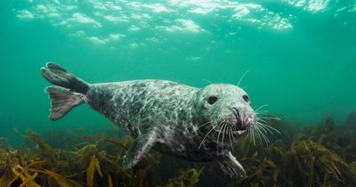 Northern Ireland species 'under threat' list sees more than 100 animals added