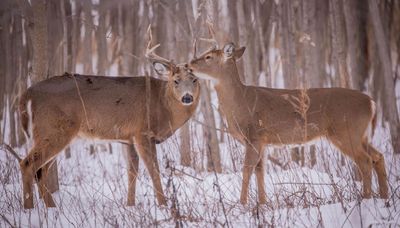 Buck of the Week gets ready for Valentines Day