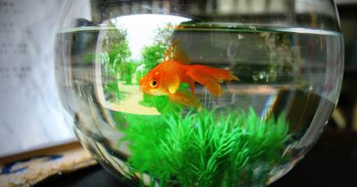 Woman speechless after landlord charges her £166 goldfish fee and monthly 'pet rent'