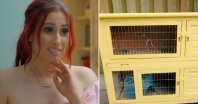 Stacey Solomon's BBC show accused of 'animal cruelty' after rabbits rehomed in tiny hutch