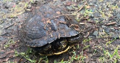 Pet terrapin found dumped near canal in Scots town