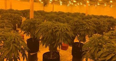 Co Down cannabis farm discovered and two arrested