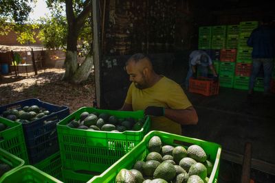 Route to Super Bowl is long, dangerous for Mexican avocados