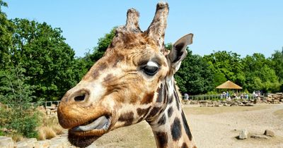 Dublin jobs: Dublin Zoo hosting recruitment open day for seasonal workers ahead of busy summer
