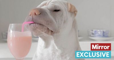 New smoothie for dogs improves 'hydration and wellbeing' of our pooches