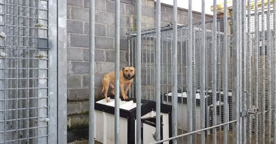Gardai seize 'dangerous dogs' after major search operation into illegal breeders