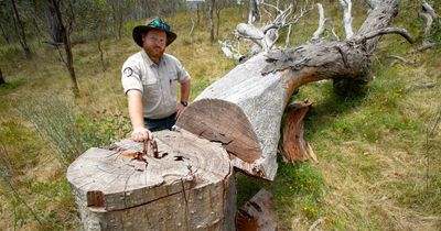 Trees up to 400 years old illegally felled in ACT parks and reserves