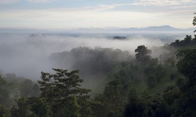 ‘Our fate rests on efforts like this’: the family restoring precious rainforest to its former glory