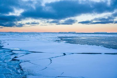 Clue to rising sea levels lies in DNA of 4m-year-old octopus, scientists say