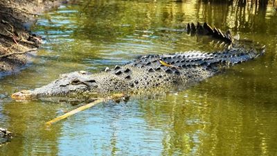 Saltwater crocodile Dynamo escapes enclosure at north Queensland wildlife sanctuary, recaptured