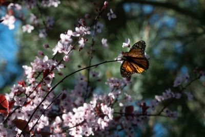 Endangered monarch butterflies face perilous storm
