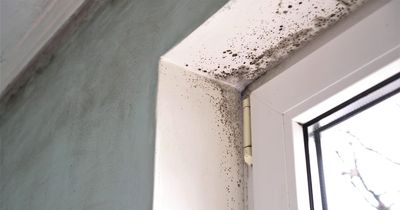 Mrs Hinch fans swear by 'easy fix' for mould on blinds so they come up 'as new'